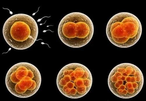 试管婴儿中,什么样的胚胎算是好胚胎？(图1)