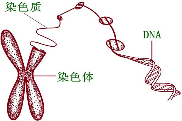 反复种植失败要选择第三代试管吗