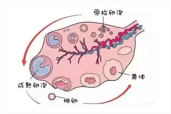 基础卵泡只有1个可以做试管婴儿吗