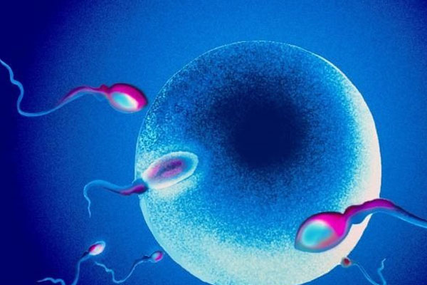 精子和卵子结合的过程