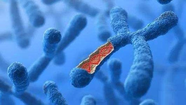 染色体与基因的关系