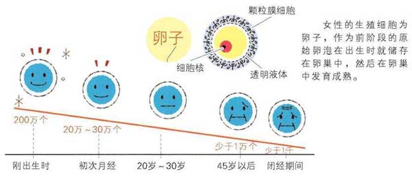 卵泡数量