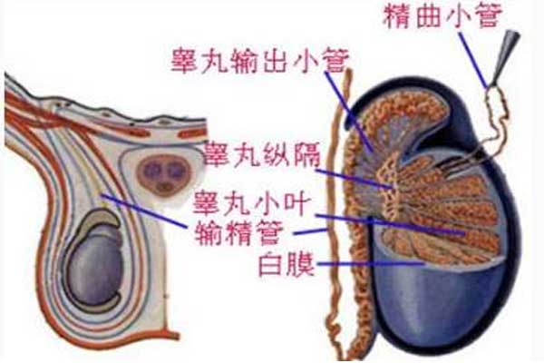 男性睾丸的基因结构图