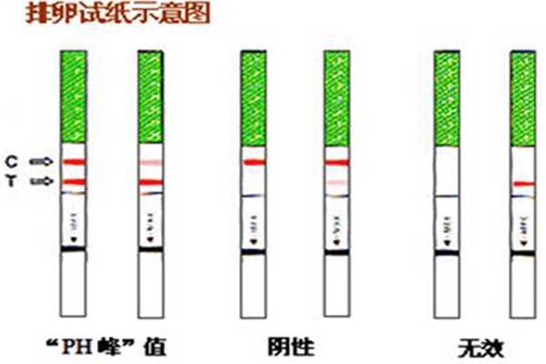 排卵试纸示意图