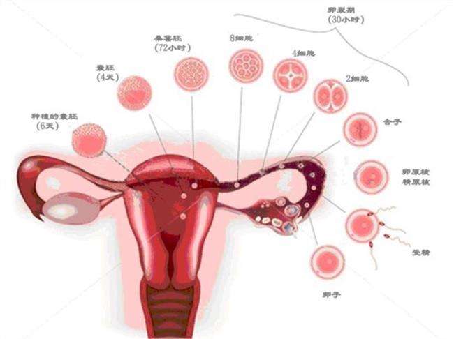 泰国试管婴儿移植后如何保胎(图1)