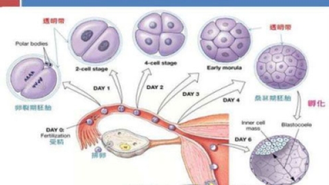胚胎停育是怎么回事,胎停育怎么预防呢?