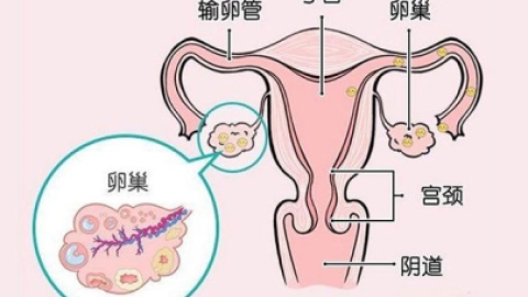 卵巢功能检查项目有哪些？卵功检查时要注意哪