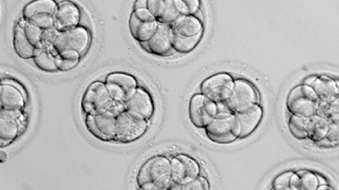 冷冻or新鲜胚胎移植哪个好？试管婴儿成功率数据