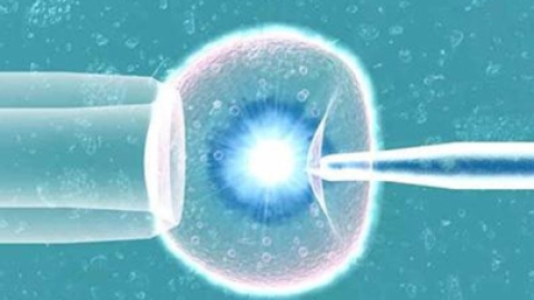 试管婴儿囊胚 鲜胚 冻胚哪种移植方式最好