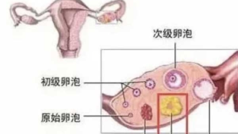 2分钟告诉你孕酮、黄体对备孕怀孕的影响有多大