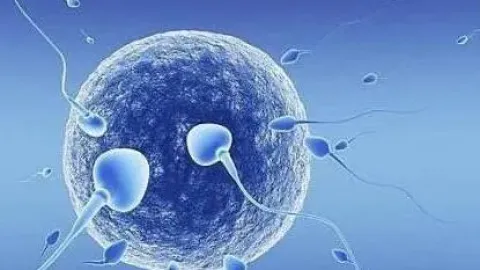 试管婴儿胚胎移植后的14天要怎么做呢？