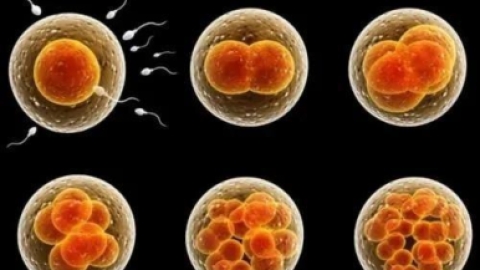 试管婴儿中,什么样的胚胎算是好胚胎？
