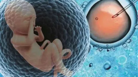 胚胎在体外是如何成长发育的呢？