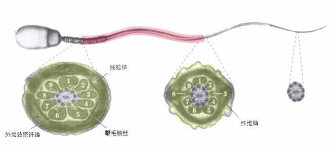 精子结构异常和精浆异常