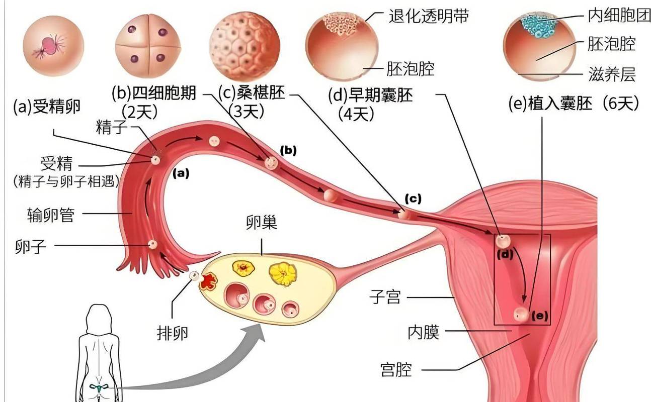 双胞胎"同母异父"让父亲崩溃,亲子鉴定师:很罕见要满足两条件