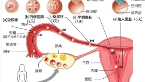 42岁多次取卵失败，线粒体修复助力成功获得健康囊胚
