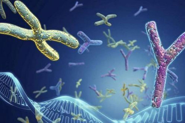 试管婴儿知识|为什么不能移植多个胚胎提高成功