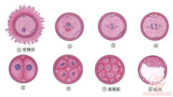 俄罗斯试管婴儿胚胎分级是什么样的呢?