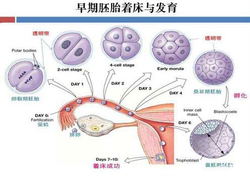 胚胎停育是怎么回事,胎停育怎么预防呢?