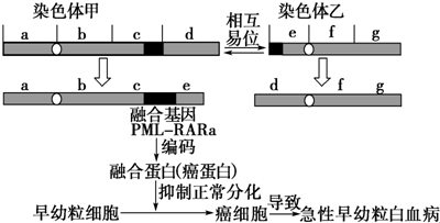 急性早幼粒细胞白血病什么原因导致的?染色体异