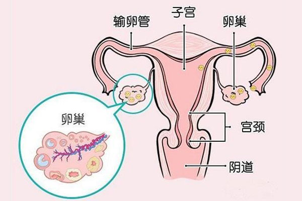卵巢功能检查项目有哪些？卵功检查时要注意哪