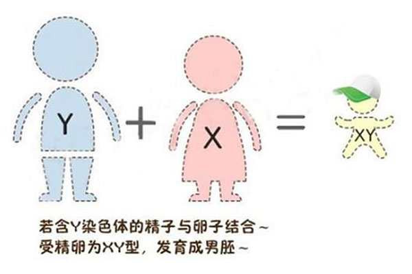 第1、2、3、4代试管婴儿到底有什么区别?