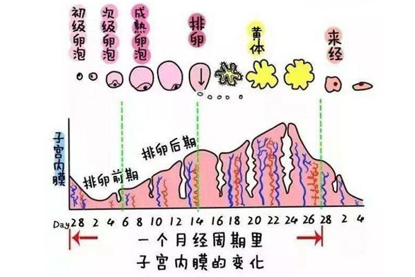 子宫内膜是什么?各个阶段子宫内膜的厚度多少