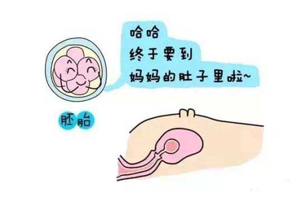 什么是试管婴儿鲜胚移植?不能鲜胚移植的原因