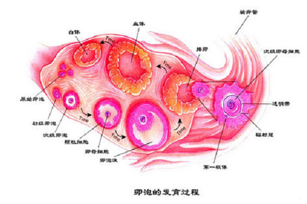 看看她都经历了什么?了解卵子妹妹从出生到成熟